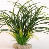 Fan grass 30 cm