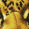 Leopard Spy Diamond Dotz