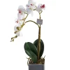 Orchidee Rana