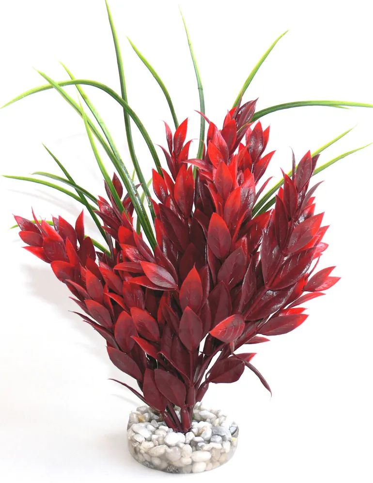 Ruscus L 25 cm